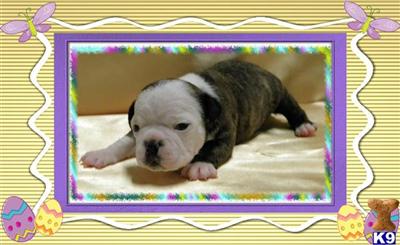 Mixed Breed Puppies for Sale